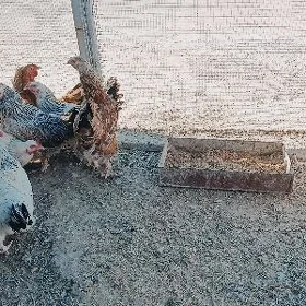 brama paroda towuklar