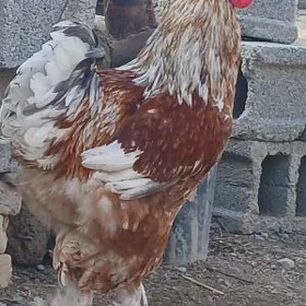 Brama Horaz