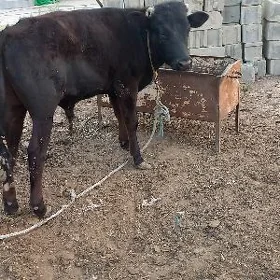 ökiz