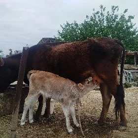 göleli sygyr