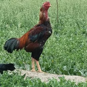 Horaz