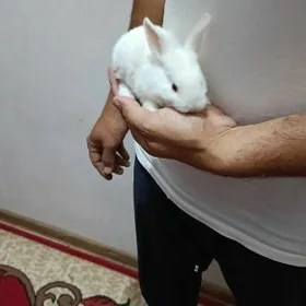 tovşan towşan