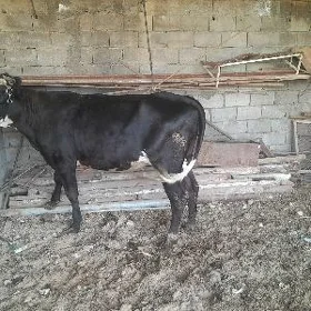 Satlyk tuwe