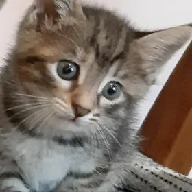 отдам котят