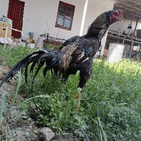 байсогу хораз