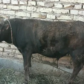 Oküz