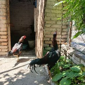 бойцов хоразлар