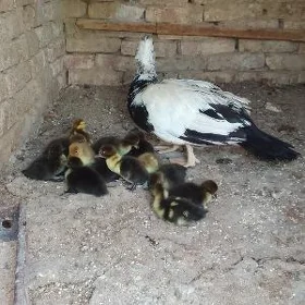 Indutga Ördek induk towuk jüje