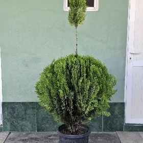 Tuya yolka