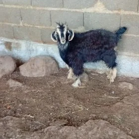 çewis