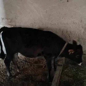 Goleli sygyr