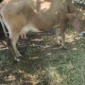 Göleli Sygyr