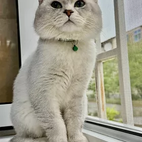 кот для свидания