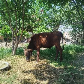 ökiz