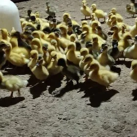 ýaşylbaş ördek jüýje