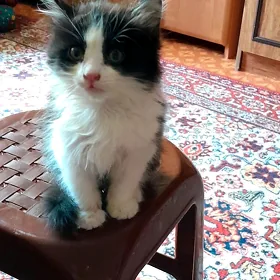 котенок мальчик