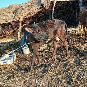 göleli sygyr