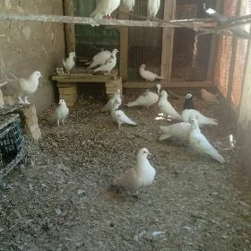 kepderi