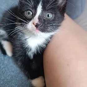 домашние котята
