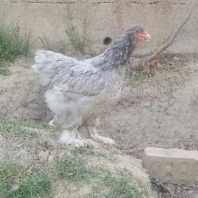 Brama