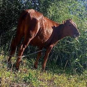srochni gacar satilyar