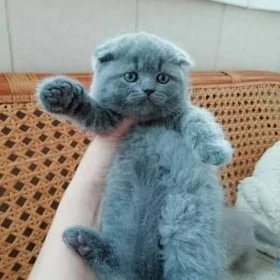 шотландцы