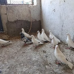 kepderi.