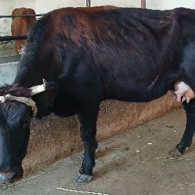 Göleli sygyr