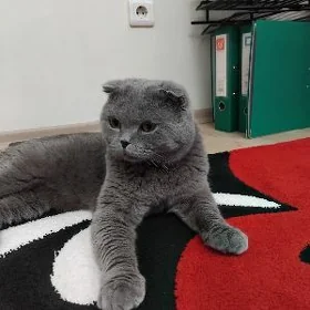 Şotlan Pişik