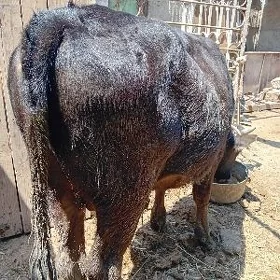 şiwet öküz