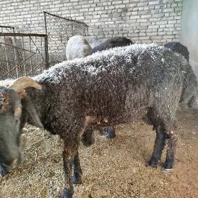 Garaköl işşek