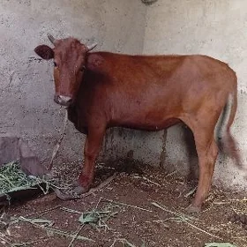 gulajynlar