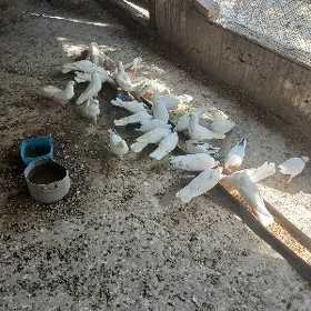 kepderi