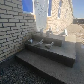 Kepderi