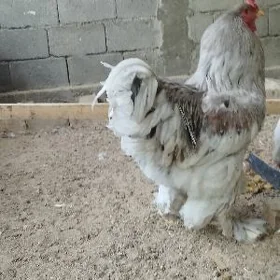 Towuk yumurtga