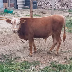 Ökiz
