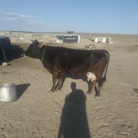 sygyr