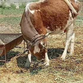 göleli sygyr