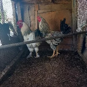 Brahma & Gigant
