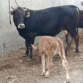 bakylan öküz