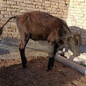 okuzce galasteyin