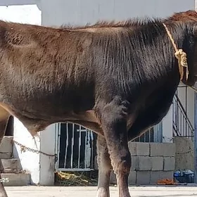 ŞIWET OKUZ