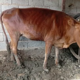 bakylan sygyr