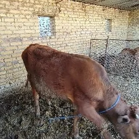 öküz