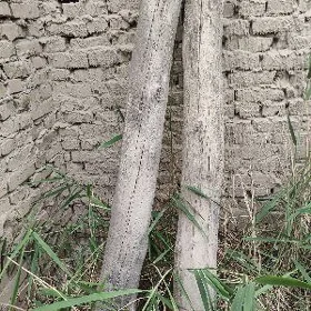 tahta Pol ağaç