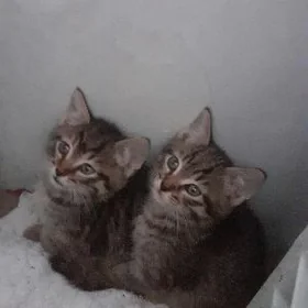 КОТЯТА МАЛЬЧИКИ :