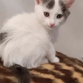 отдам котят