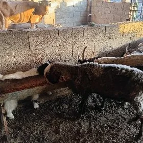 gysyr geci
