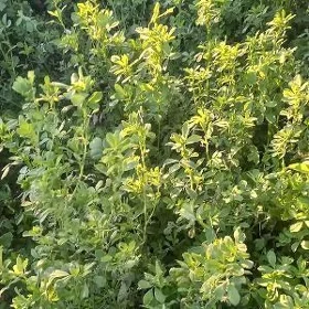 yorunja