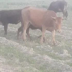 Gysyr sygyr